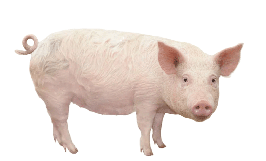 Imagen cerdo para practicar su nombre en inglés y español
