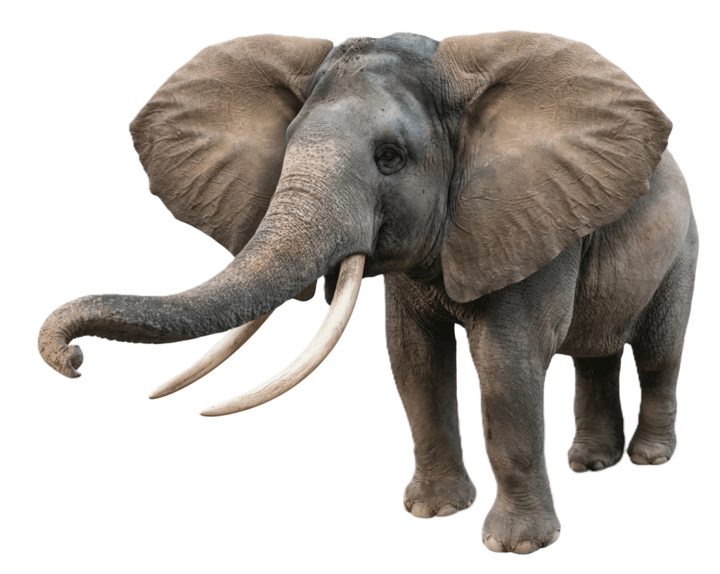 Imagen elefante para practicar su nombre en inglés y español.