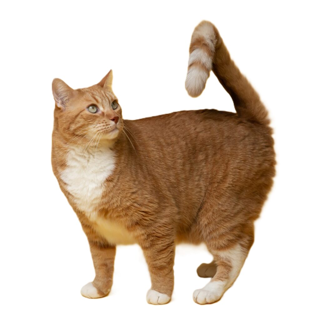 Imagen gato para practicar su nombre en inglés y español.