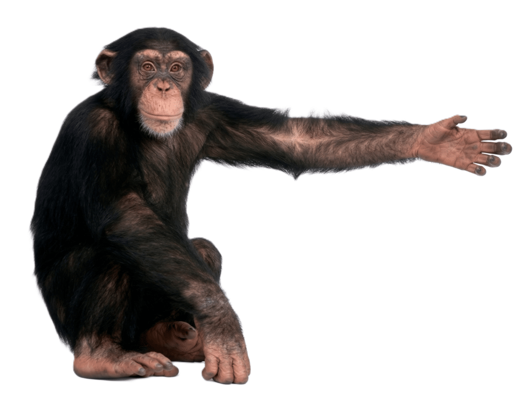 Imagen mono para practicar su nombre en inglés y español.