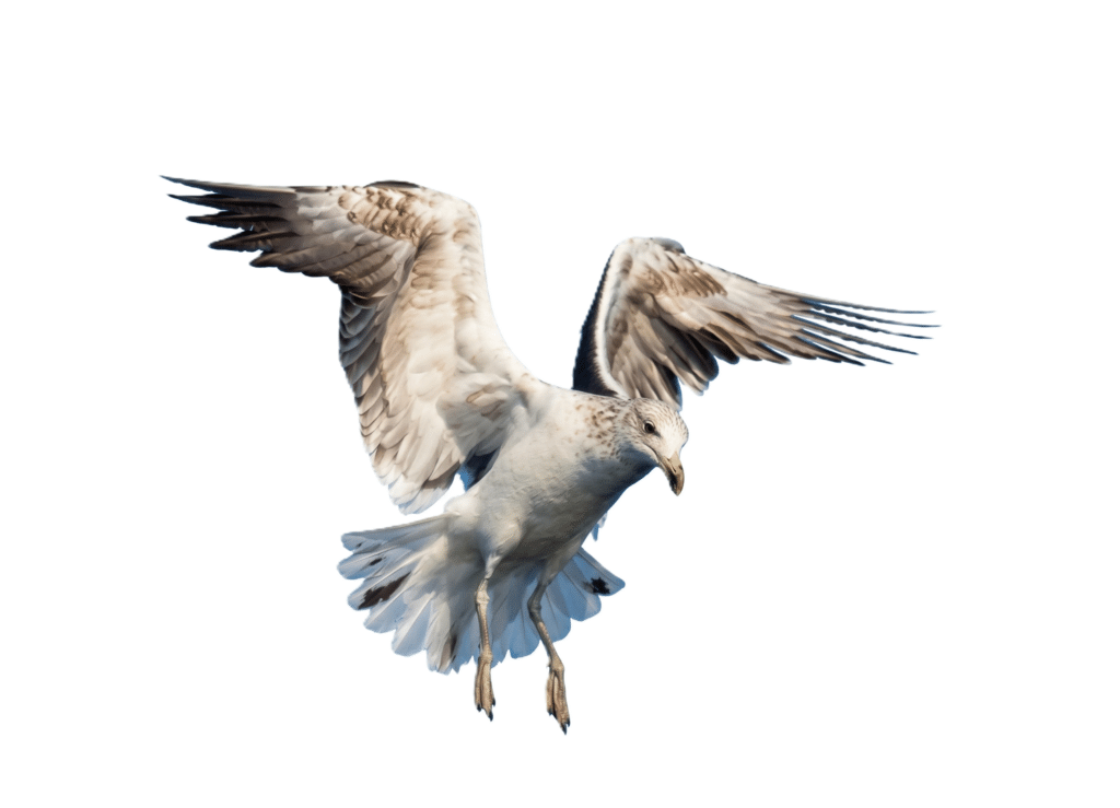 Imagen pájaro para practicar su nombre en inglés y español.