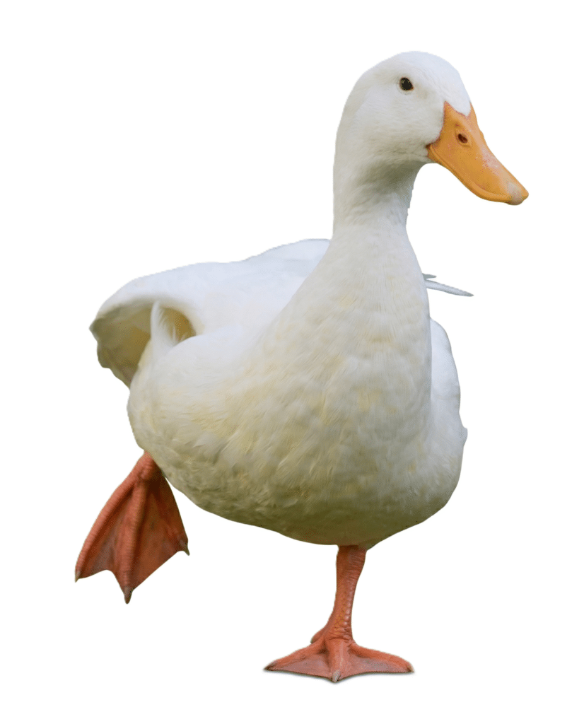 Imagen pato para practicar su nombre en inglés y español.