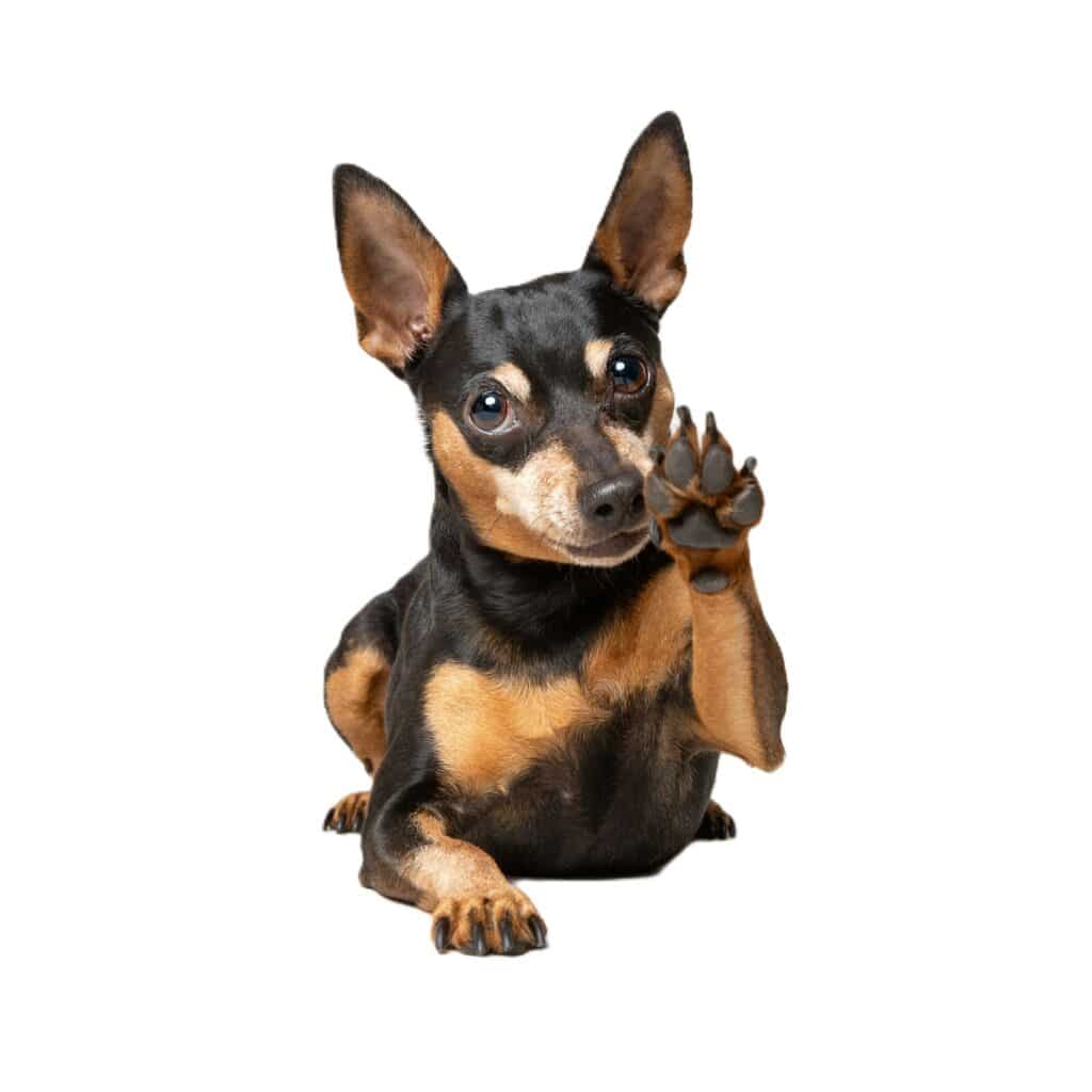 Imagen perro para practicar su nombre en inglés y español.