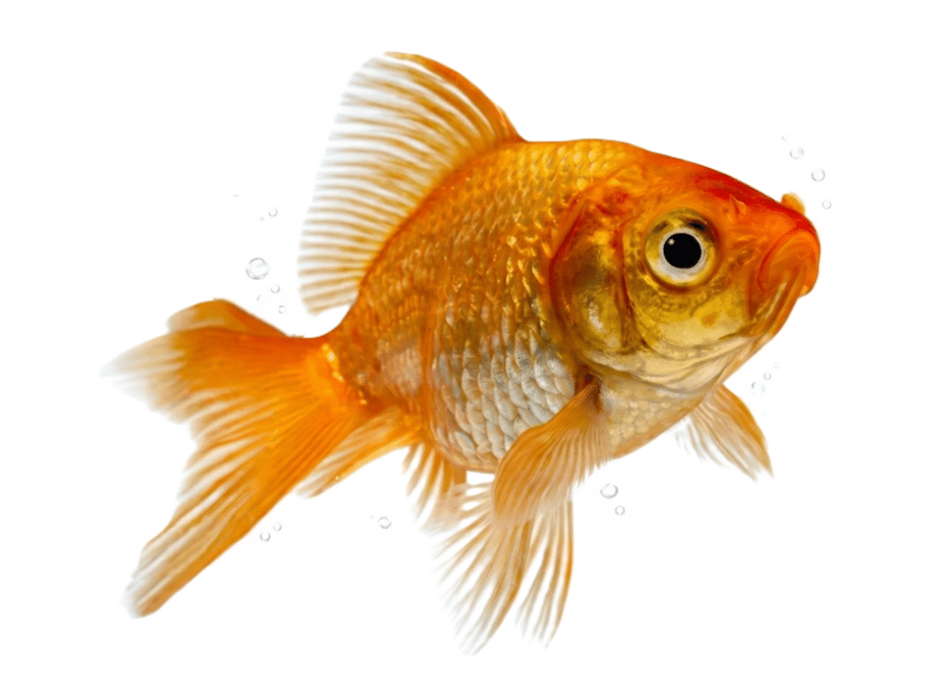 Imagen pez para practicar su nombre en inglés y español.