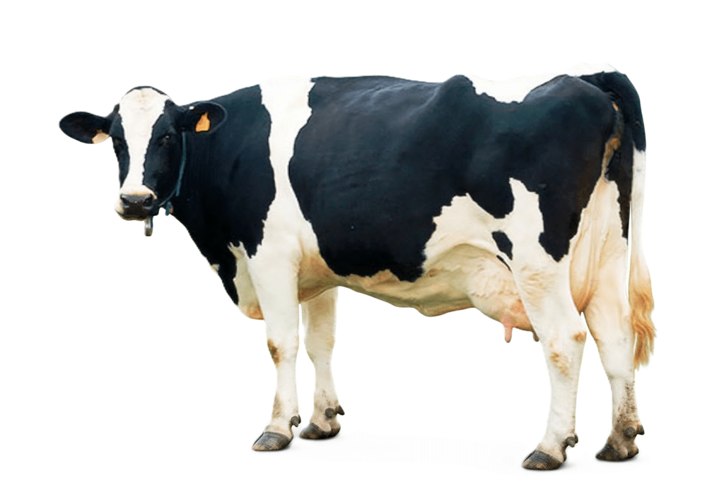 Imagen vaca para practicar su nombre en inglés y español.